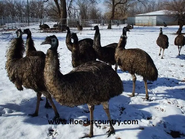 A group of emus standing on snowy ground outdoors.
