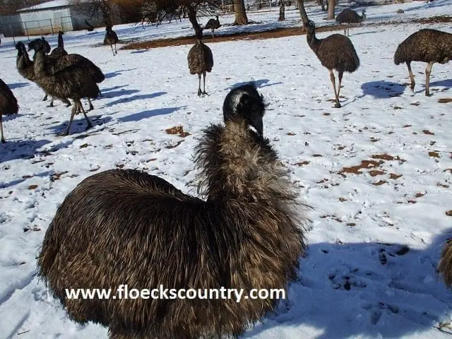 Emus walking on snowy ground in a group.