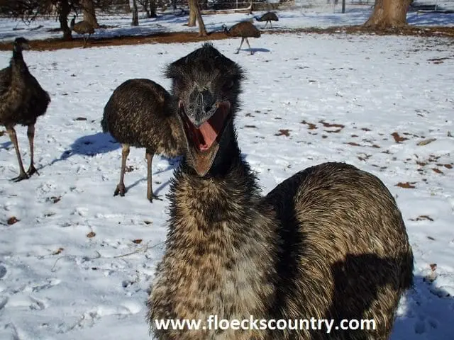 Close-up of a yawning emu in a snowy outdoor setting.