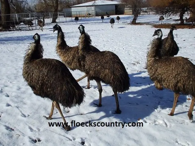 A group of emus standing on snow-covered ground in a farm setting.