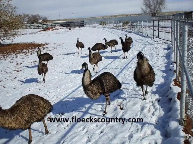 A group of emus walking on snowy ground in a fenced area.