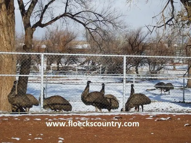 A flock of guineafowl walking on a path in a winter landscape.