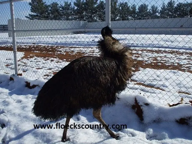 A fluffy emu standing on snow in an enclosed area.