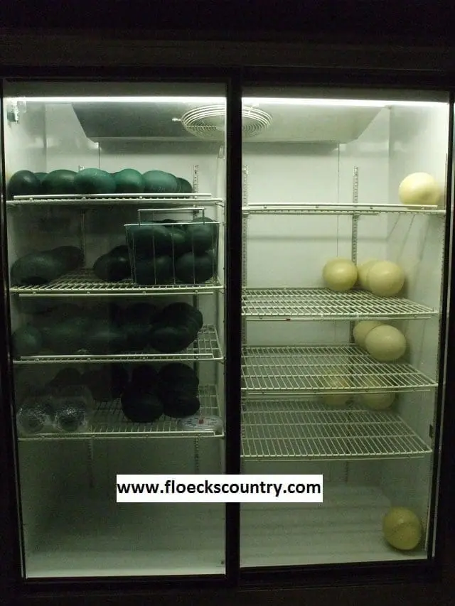 Shelves filled with green and white pumpkins in a cooler.