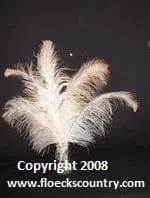 Decorative ostrich feathers display