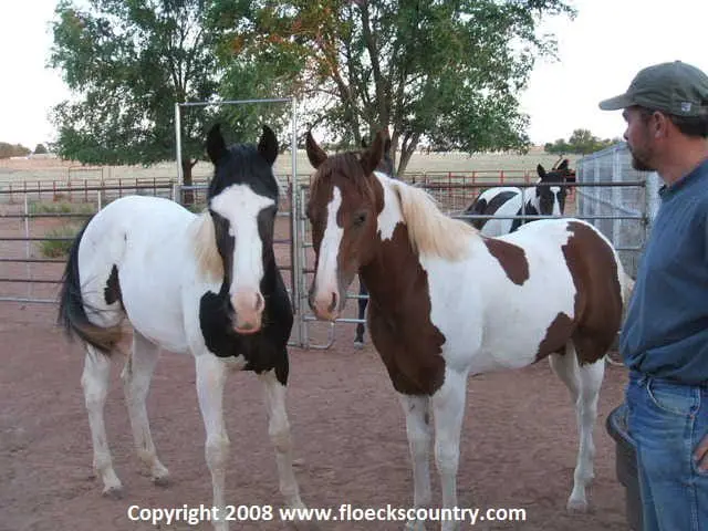 Two paint horses in a paddock