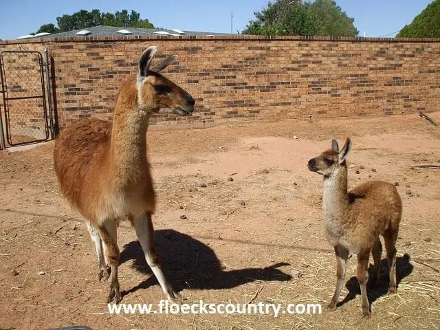 A mother llama and her baby standing on sandy ground near a stone wall.