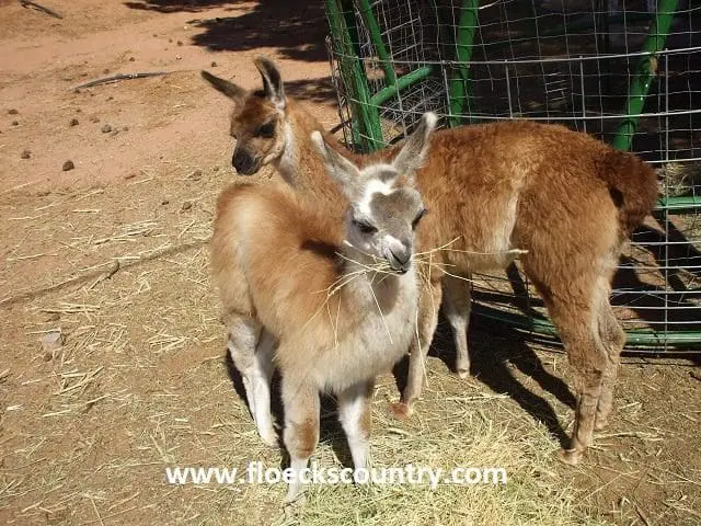 Two llamas standing closely together in a fenced area.