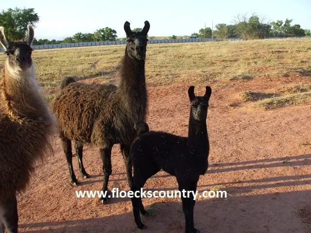 Two llamas standing on a dirt path in a sunny rural area.