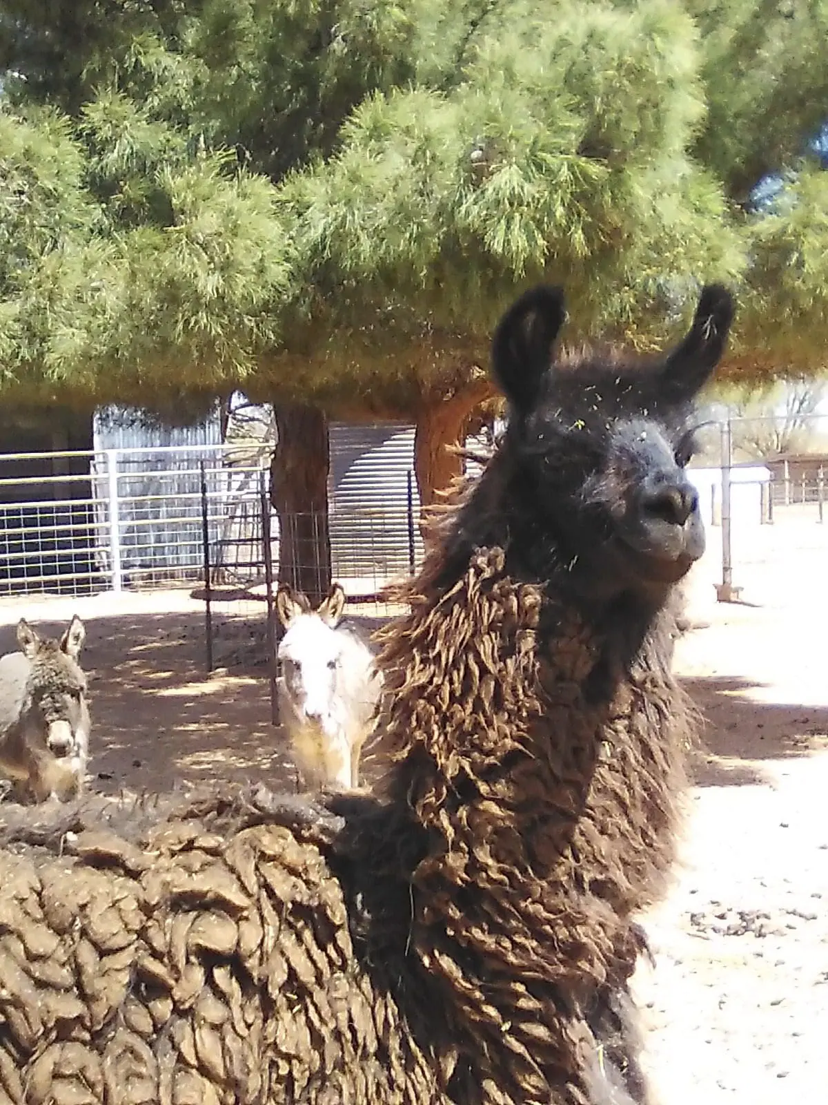 A brown llama with curly fur standing outdoors near a tree and a fence.