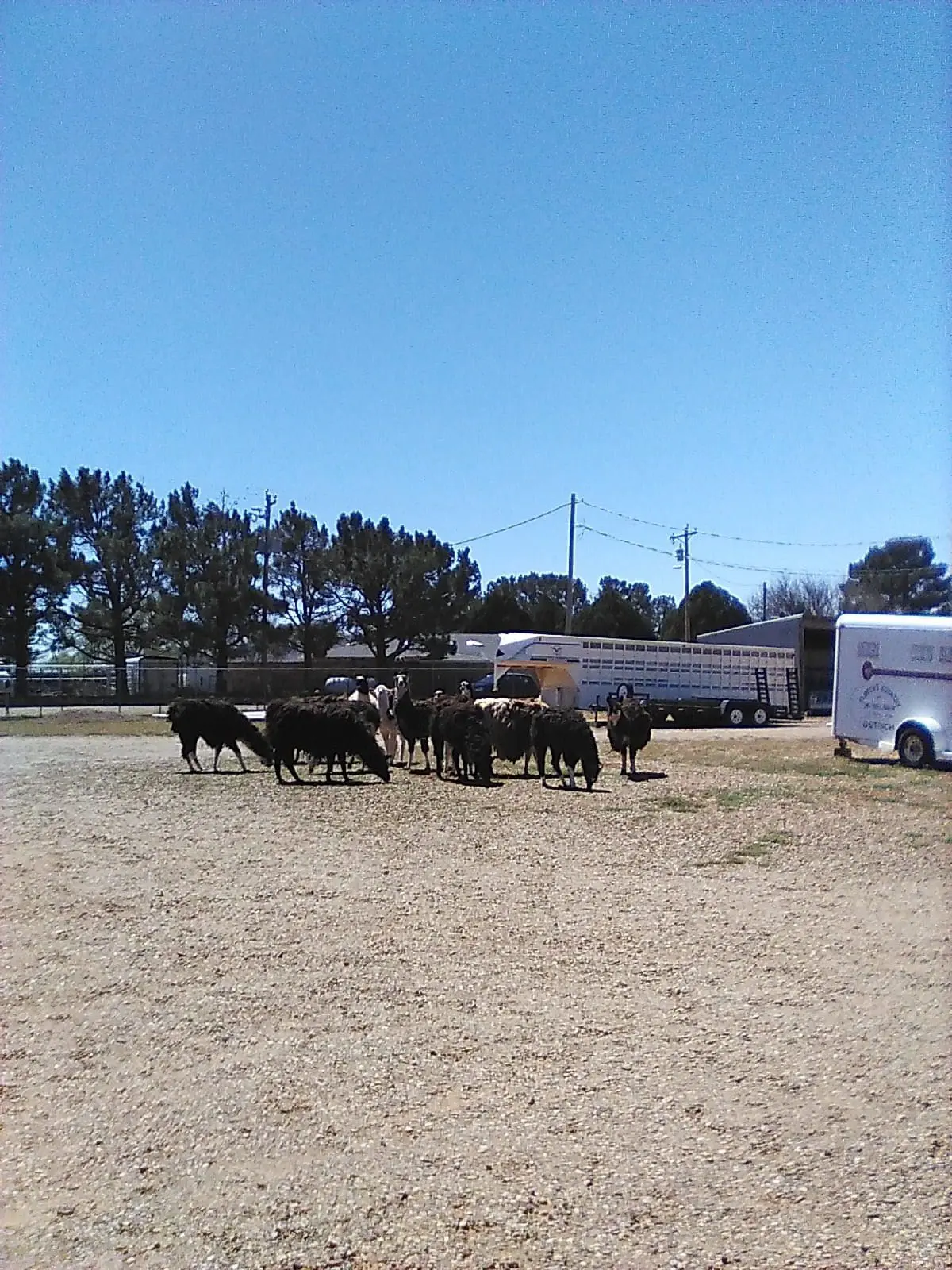 Cattle gathered near trailers in a sunny open field.