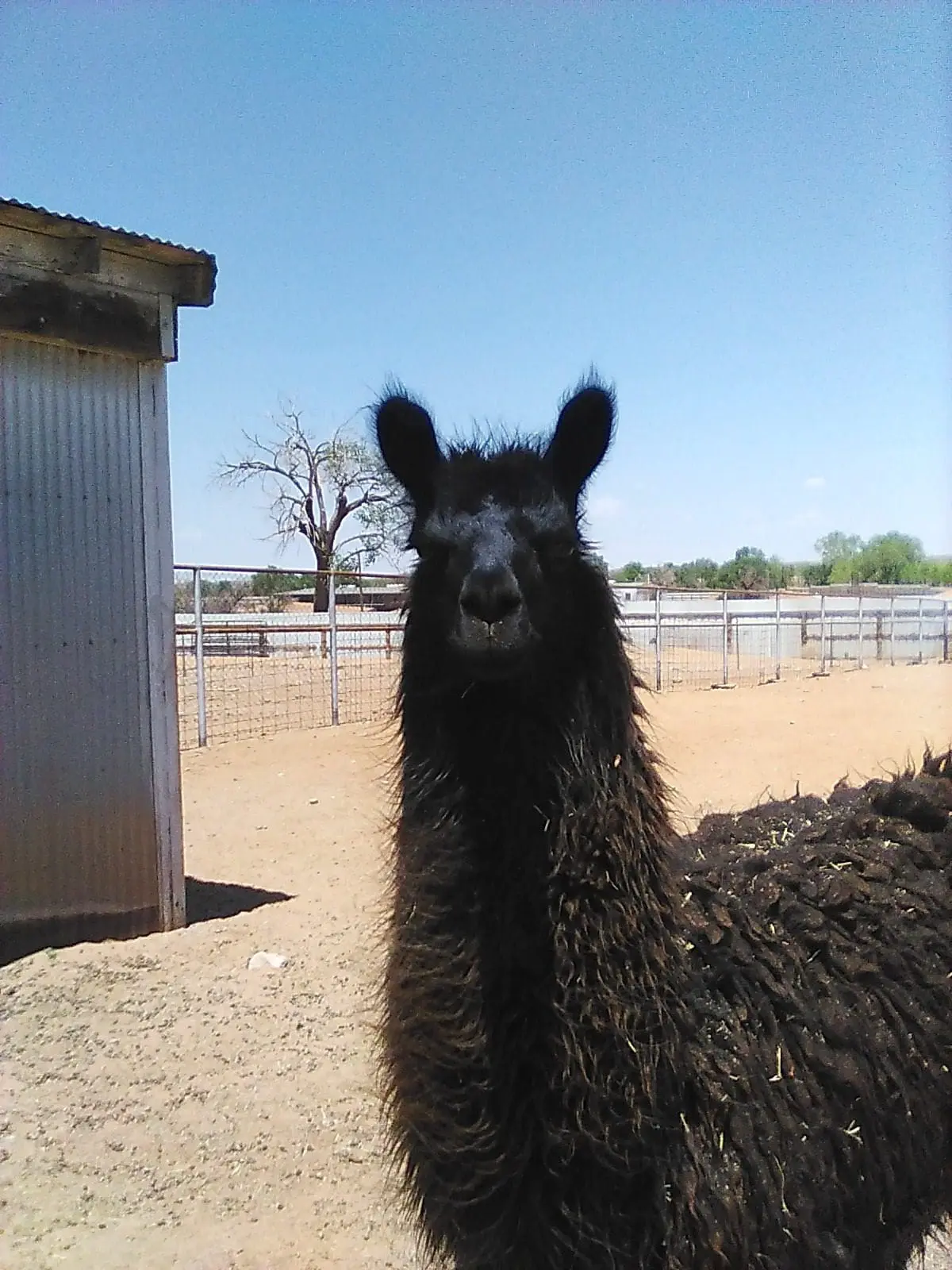 A close-up of a black llama with fluffy fur in a sunny outdoor enclosure.