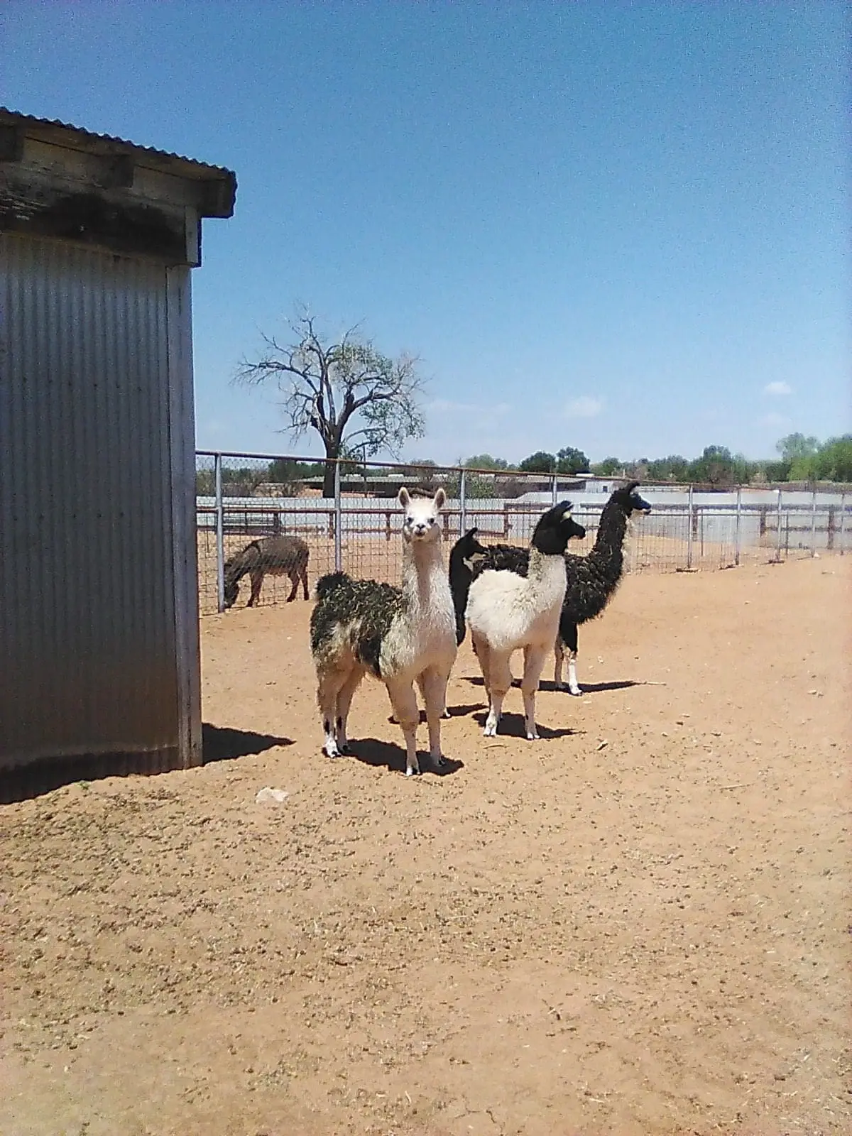 Four llamas standing in a sunny fenced yard near a metal shed.