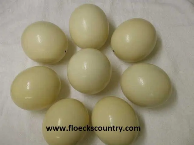 Seven pale yellow eggs arranged on a white surface.