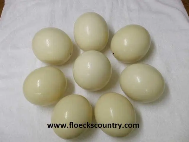 Eight peeled hard-boiled eggs arranged in a circle on a white surface.