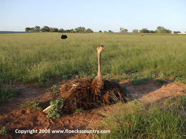 Ostrich resting in grassy field
