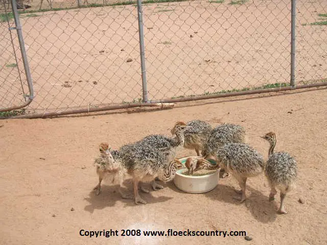 Group of ostrich chicks feeding together
