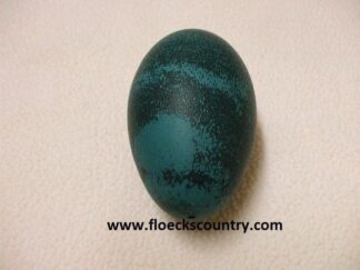 Bargain Emu Eggshell.