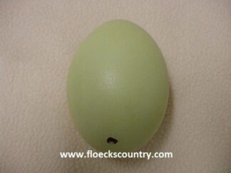 Bargain Empty Rhea Eggshell