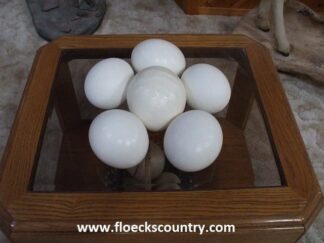 Flat sided ostrich eggshells.
