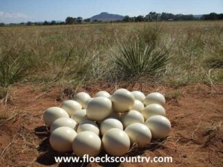 Beautiful ostrich egg nest on large free roam ostrich farm.