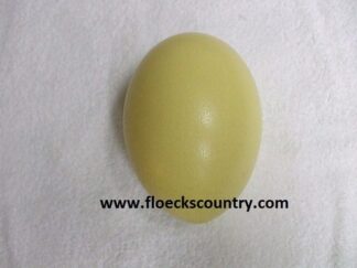 Beautiful fresh rhea egg.