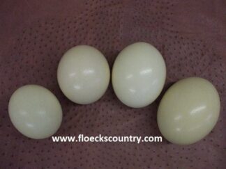 4 assorted sizes of ostrich eggshells