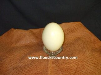 Empty Rhea Eggshell on a tanned rhea hide