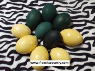 Emu and Rhea Eggs