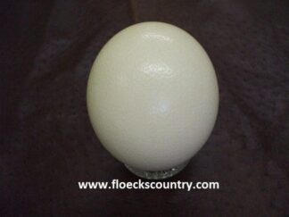 Jumbo Ostrich Empty Eggshell