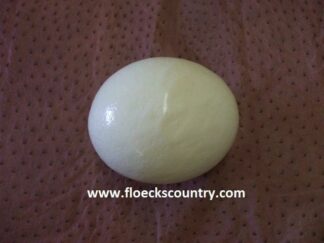 Large Bargain ostrich eggshell.