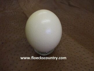 Larger Empty Ostrich Eggshell