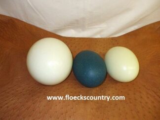 Ostrich emu and rhea eggshells.