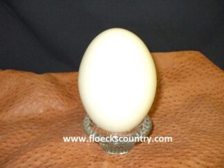 Rhea eggshell on a tanned rhea hide.