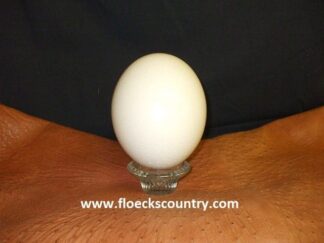 Small Empty Ostrich Eggshell