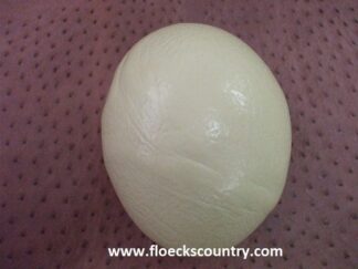 Extra Large Bargain empty ostrich eggshell.