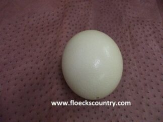 Extra Large Empty Ostrich Eggshell