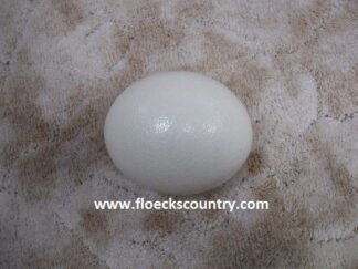 Jumbo Artist empty Ostrich Eggshell.