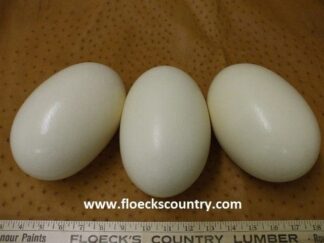 Oval shaped ostrich eggshells.
