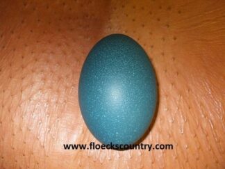 Beautiful emerald green emu eggshell.